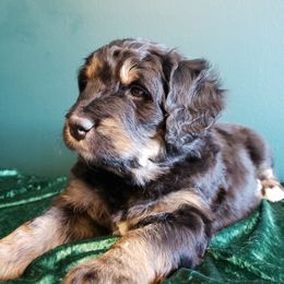 Bernedoodle Puppies from Badlands Bernedoodles