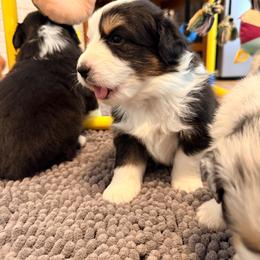 Chuckie (blue) - Black tri-color male Australian Shepherd puppy in Ashland, Ohio from SS Australian Shepherds