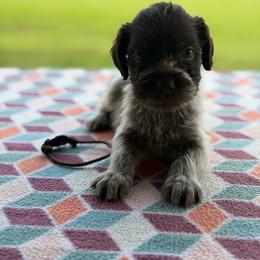 Brown Boy - Liver and white male German Wirehaired Pointer puppy in Reddick, Florida from Afterhours German Wirehaired Pointers and Basset Fauve de Bretagne