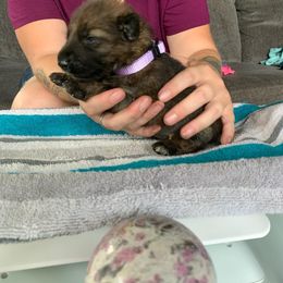Girl 2 - German Shepherd puppy in Waycross, Georgia from Lloviendo Shepherds