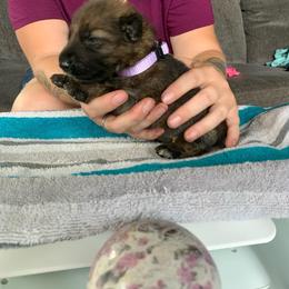 Girl 2 - German Shepherd puppy in Waycross, Georgia from Lloviendo Shepherds