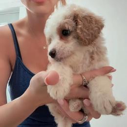 Girl 4 - Cream female Goldendoodle puppy in Clarksville, Tennessee from Tennessee Goldendoodles, since 2014