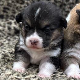 RHT Fem 2 - Black and tan female Pembroke Welsh Corgi puppy in Stephenville, Texas from Rising JM Pembrokes