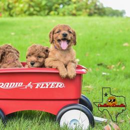 Goldendoodle Puppies from OodlesODoodles