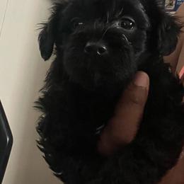 Darby - Black female Yorkipoo puppy in Gastonia, North Carolina from Banks Dynasty Kennel