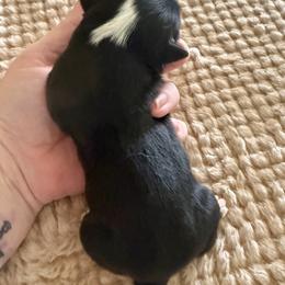Girl2 - Black tri female Miniature American Shepherd puppy in Gatesville, Texas from Southern Promise Aussie’s