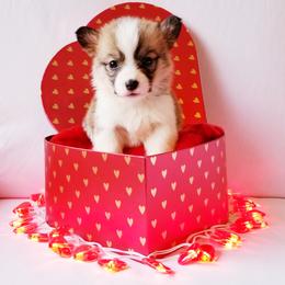 American Corgi and Pembroke Welsh Corgi Puppies from Whimsical Treasure Corgis