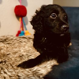Aussiedoodle Puppies from Just Loving Doodles