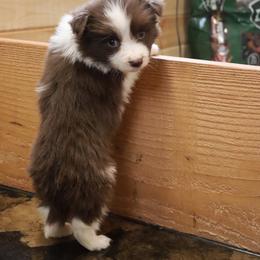 AKC Grand Champion Sired (RF) - Red female Border Collie puppy in Noble, Oklahoma from CheckItOut Border Collies