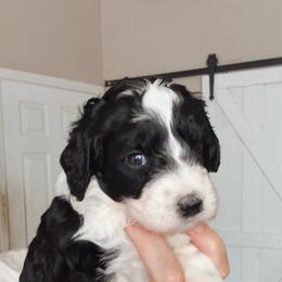 Cherry - Black and white female Bernedoodle puppy in Grants Pass, Oregon from Royal Empire Bernedoodles