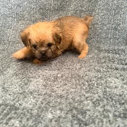 Mandolorian runt - Red male Brussels Griffon puppy in Seneca, Missouri from Stephanie’s Puppy Colony