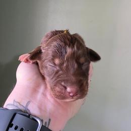 Boy 3 - Red tri-color male Australian Shepherd puppy in London, Kentucky from Kenmont Kennels