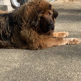 Vajra - Tibetan Mastiff