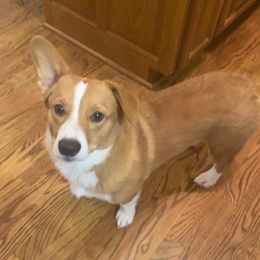 Pembroke Welsh Corgi Puppies from Southern Raised Corgis