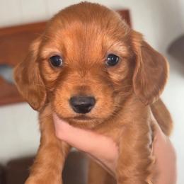Everest - Red female Dachshund puppy in Goldthwaite, Texas from Mini Mama Dachshunds