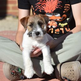 Nutmeg Boy 1 - White and tan male Russell Terrier puppy in Middletown, Virginia from DBF Russell Terriers