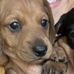 Dachshunds from Danielle Jensen