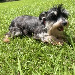 Sal - Miniature Schnauzer