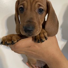 Dachshund Puppies from Ripon Dachshunds