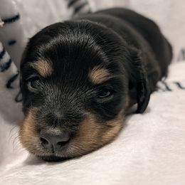 Female 3 S lighter tan - Black and tan female Dachshund puppy in Columbus, Ohio from Bumpkins Dachshunds