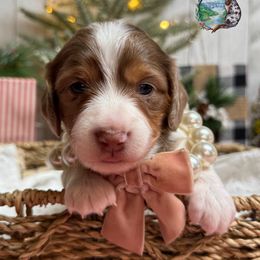 ELphaba - Dapple female Dachshund puppy in Fayetteville, West Virginia from Loop Creek Dachshunds