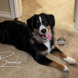 Miniature Australian Shepherd Puppies from Integrity Aussies Tx