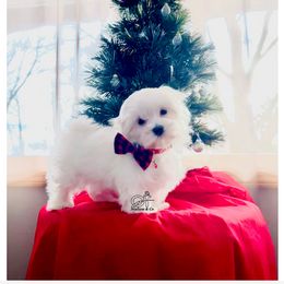 Maltese Puppies from OT Maltese & Co