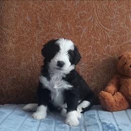 Bruno - Black and white male Bernedoodle puppy in Coventry, Rhode Island from Greene Tree Bernadoodle