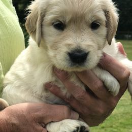 Golden Retriever Puppies from Big Rock Goldens