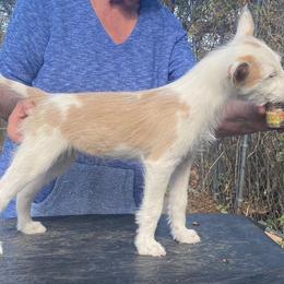Portuguese Podengo puppies from Lochbay