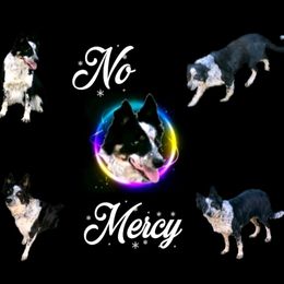 Dirty - Border Collie