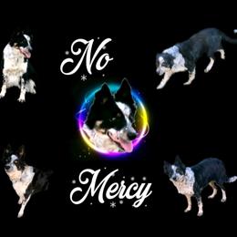 Dirty - Border Collie