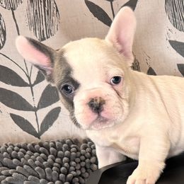Blanche - 4 week photo - French Bulldog puppy from Dirty Paws Breeding