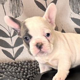 Blanche - 4 week photo - French Bulldog puppy from Dirty Paws Breeding