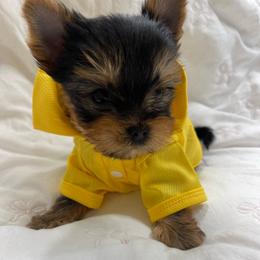 Teddy - Black and gold male Yorkshire Terrier puppy in Seattle, Washington from 🎀 Yorkies Boutique Babydolls 🎀