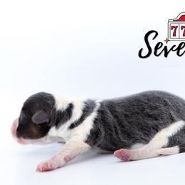 Seven - Blue female Pembroke Welsh Corgi puppy in Star City, Arkansas from Say When Corgi Co.