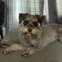 Miniature Schnauzers from Mann's Heaven's Blessings