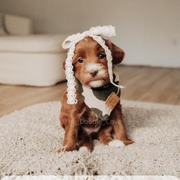 Key - Red  female Goldendoodle puppy in Syracuse, Indiana from The Doodle Cove