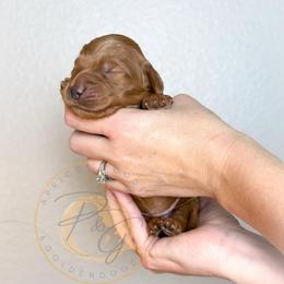 Asiago - Red  male Goldendoodle puppy in Murrieta, California from Apricot Poodles & Goldendoodles, LLC