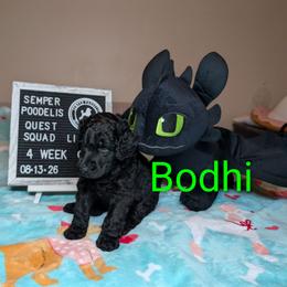 Bohdi - Black male Poodle puppy in Vail, Arizona from Semper Poodelis
