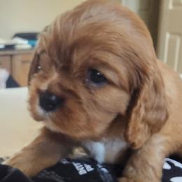 Winston - Ruby male Cavalier King Charles Spaniel puppy in Simi Valley, California from Above All Else Love