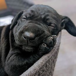 German Shorthaired Pointer Puppies from Dali and Company