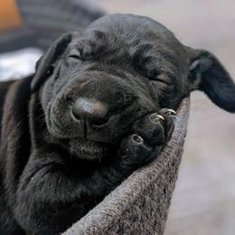German Shorthaired Pointer Puppies from Dali and Company