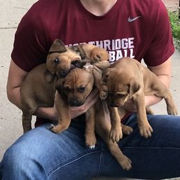 Rhodesian Ridgeback puppies from Penny's Puppies (Rhodesian Ridgeback)
