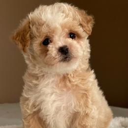 Waffles - Apricot male Maltipoo puppy in Oakland, Kentucky from Imperial Dogs