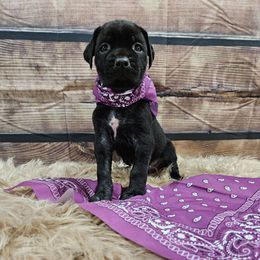 Purple-Straw carrier - Black female Cane Corso puppy in Fritch, Texas from Carrie Brown's Cane Corsos
