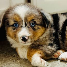 Storm - Blue merle female Miniature Australian Shepherd puppy in Hempstead, Texas from Young Gun Aussies