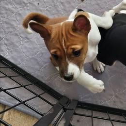 Red female 1 - Red and white female Basenji puppy in Shelby County, Alabama from Flutesong Basenjis II