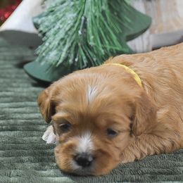 Judy - Red female Cavapoo puppy in Honey Brook, Pennsylvania from Stoltzfus Family Puppies (license number 18844)