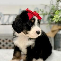 Miss Berry - Tri-color female Bernedoodle puppy in Hegins, Pennsylvania from Bubbling Springs Doodles, LLC